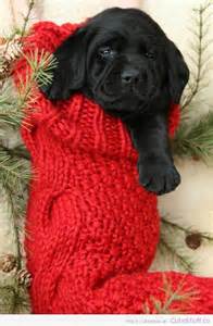 Christmas puppy