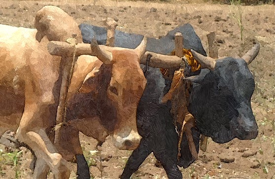 The Yoke’s on You – for&nbsp;2019!