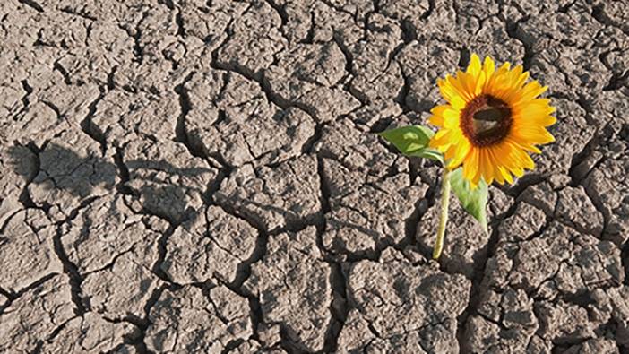 flower-resilience-image