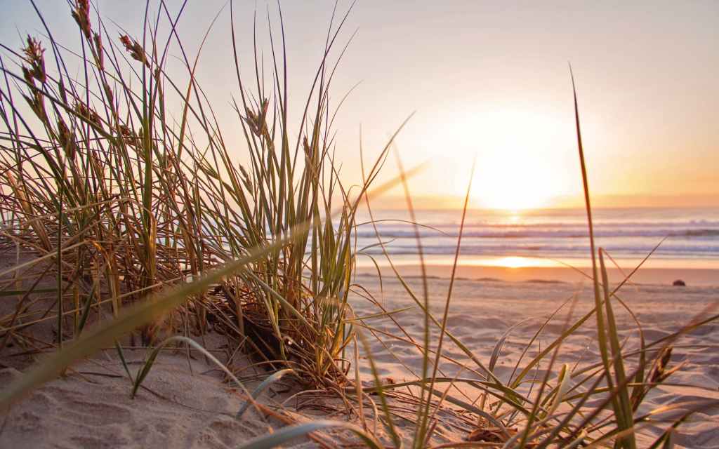 green grass on sand overlooking body of water